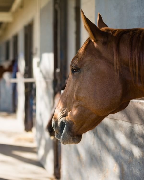 mindset psychology clinics for riders
