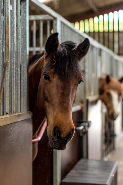 rider workshops online