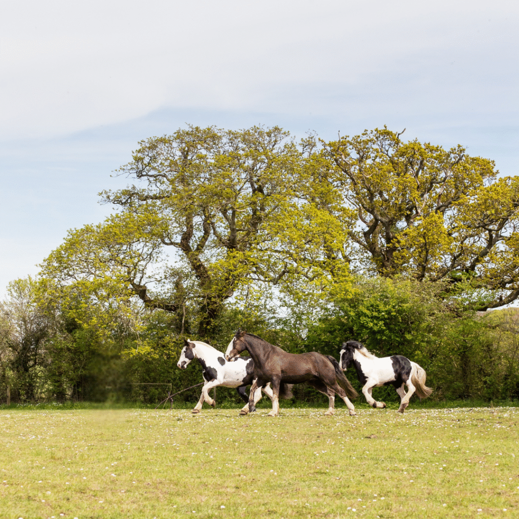 home education horse care online