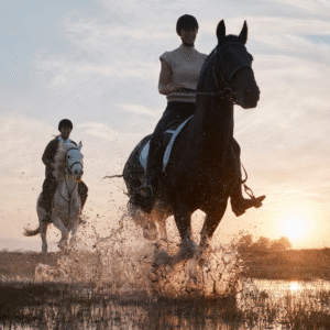 equestrian workshops and events